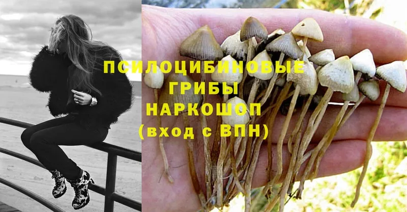 наркотики  Боровичи  Галлюциногенные грибы MAGIC MUSHROOMS 